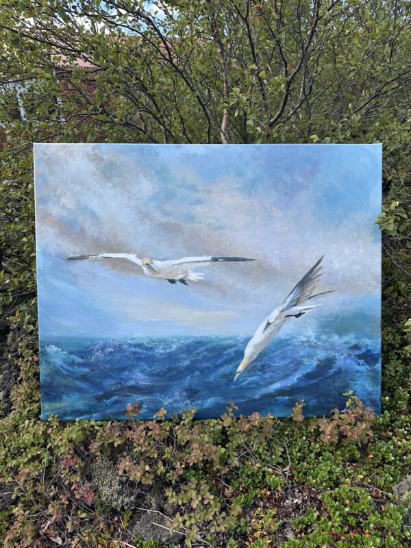 Á veiðum, two Gannets hunting