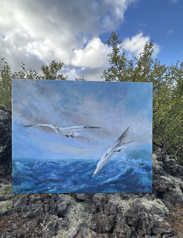 Á veiðum, two Gannets hunting